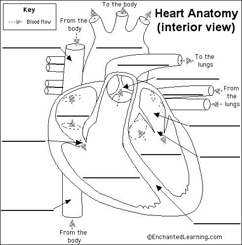 blank diagram of the heart