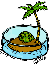 image of turtle and palm tree
